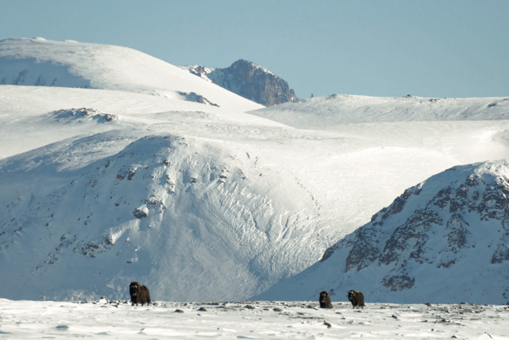 Musk oxen
