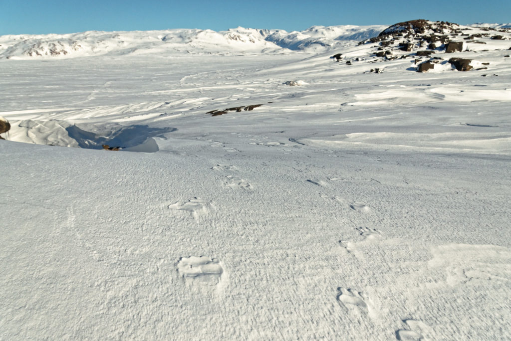 Polar bear tracks