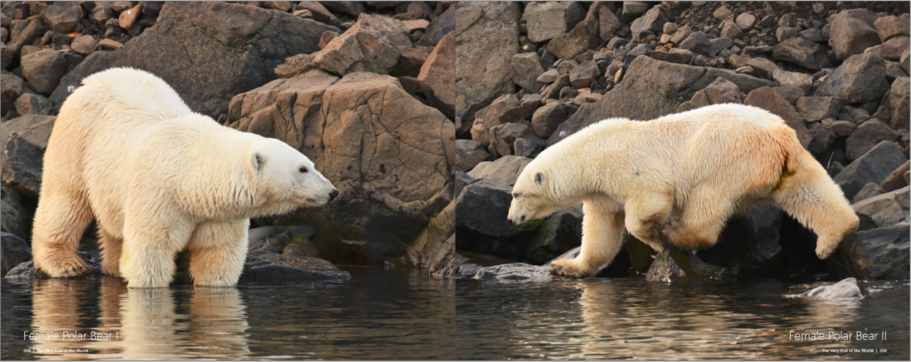 Chapter 5 Polar Bear